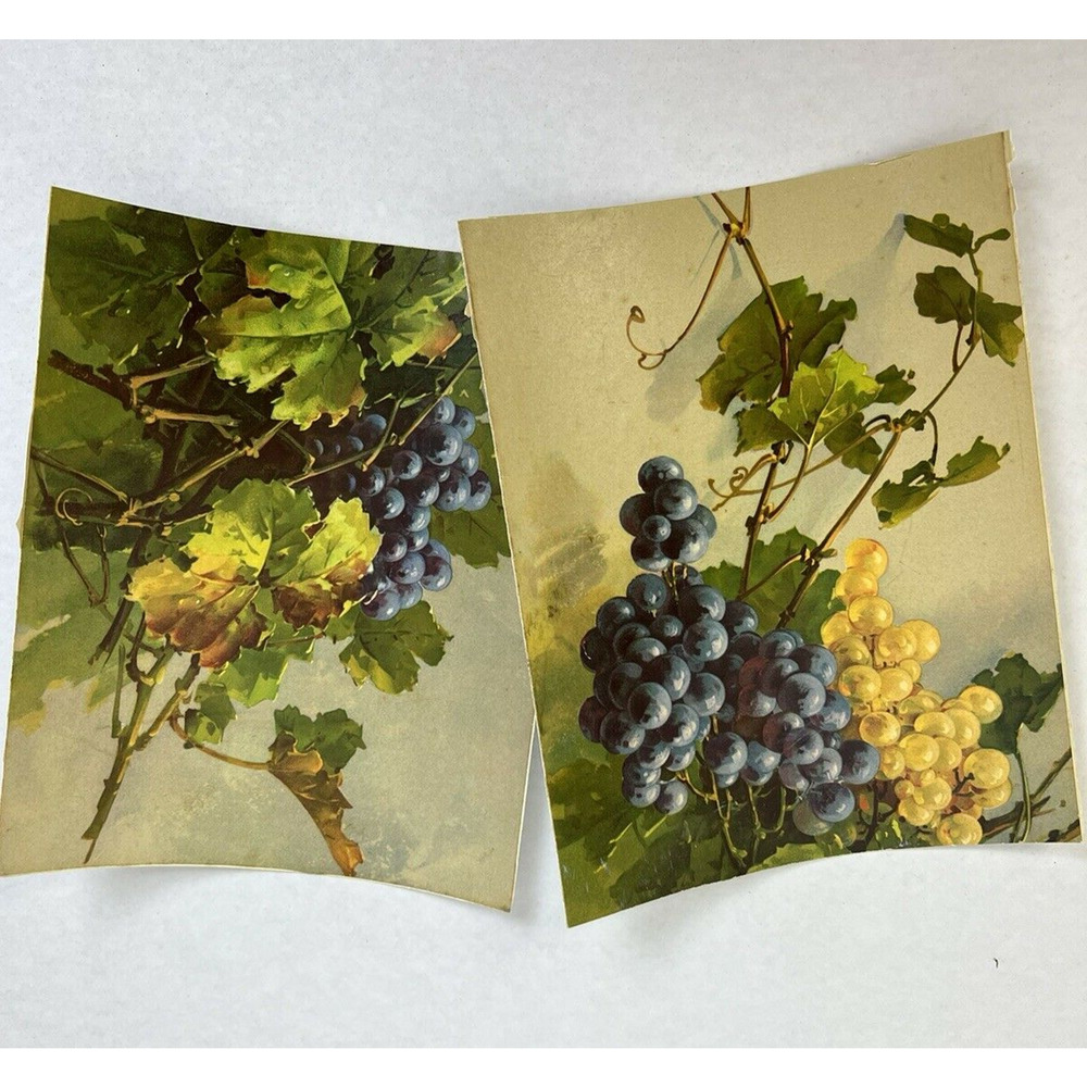 Vintage Prints Grapes and Vines Art Traditional Kitchen Home Fruit 7" x 8.5"